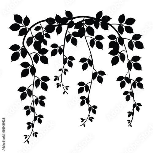Elegant black silhouette of a weeping vine with cascading leaves