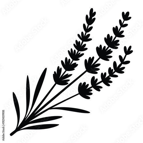 A delicate black silhouette of lavender sprigs with slender leaves