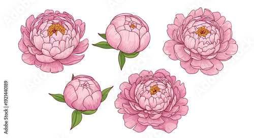 Set of five hand drawn pink peony flowers in different stages of bloom from closed buds to fully open blossoms on white.