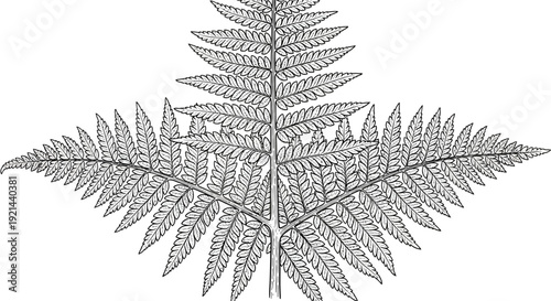 Botanical line art illustration of a fern leaf frond in black and white, elegant nature plant drawing graphic element.