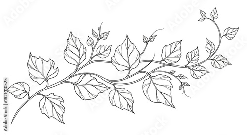 Elegant Hand Drawn Leafy Branch Line Art Illustration. Botanical Vine Plant Design Element, Black and White Sketch for Decoration or Coloring.