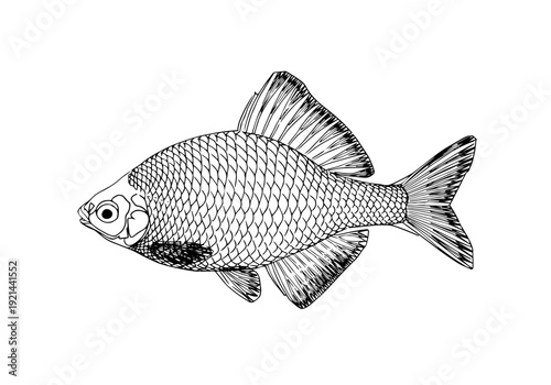 タイリクバラタナゴ 線画（Rhodeus ocellatus ocellatus）淡水魚・学術用アウトラインイラスト