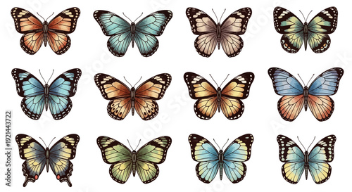 A collection of twelve colorful butterflies arranged in a grid pattern, showcasing their diverse wing patterns and colors.