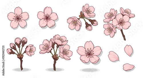 Set of pink cherry blossoms illustrations in various stages of bloom on transparent background