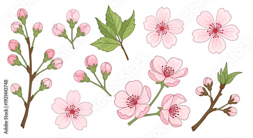 Illustration of blossoming flowers and buds on branches with leaves, showcasing floral elements, from a direct viewpoint.