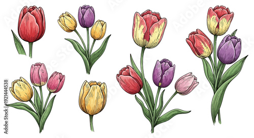 Vibrant Tulip Illustrations Deployed Across the Canvas, Showcasing Variety of Colors and Floral Arrangements