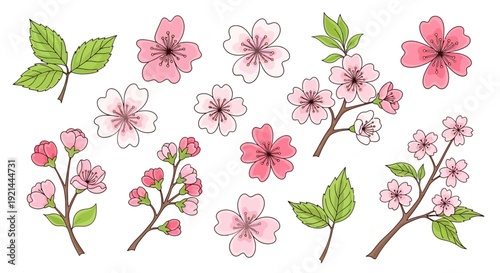 Delicate cherry blossoms and leaves illustrated in a floral arrangement from a direct viewpoint