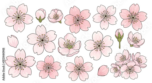Collection of pink cherry blossoms and buds illustration on white background viewed from above