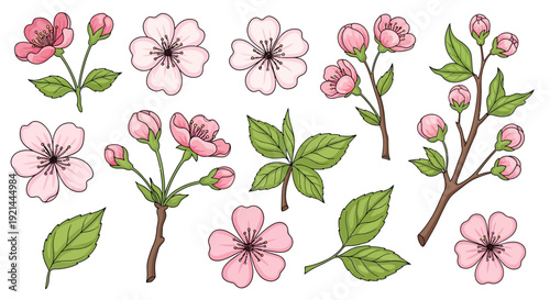 Illustration of pink flowers and green leaves on branches, showcasing various stages of blossoming, from buds to full bloom, in a clean white background
