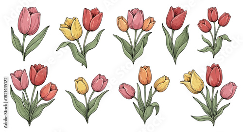 Collection of colorful tulip illustrations in various stages of bloom on a clean white background viewed from directly above