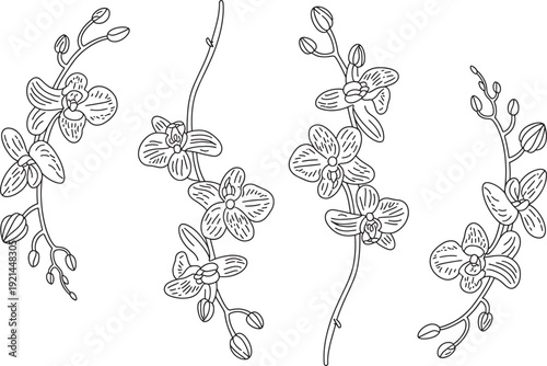 Delicate orchid flowers and buds on winding stems in black line art on transparent background