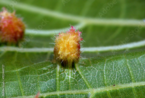 Grape phylloxera, Daktulosphaira vitifoliae is an insect pest of grapevines worldwide, originally native to eastern North America. In the late 19th century, a phylloxera epidemic destroyed most of the