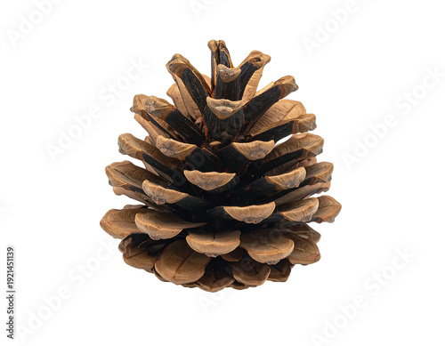 Close-up of a brown pine cone isolated on a white background.