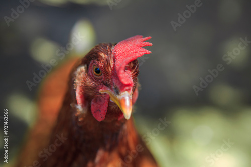 Photos Gallina roja en corral rural con luz natural y sombras