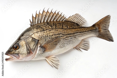 Sea bass displayed against a plain background