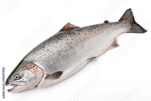 Freshly caught Atlantic salmon displayed against a plain background