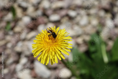 A wild bee sitting on a dandelion flower, Taraxacum officinale