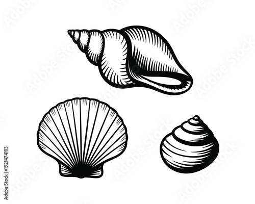 Minimalist line art shells collection: scallop, cowrie, and conch seashells vector illustration