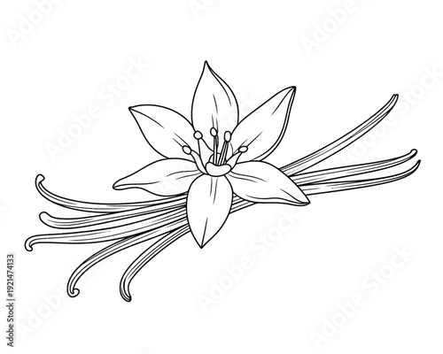 Elegant minimalist vanilla orchid flower vector illustration