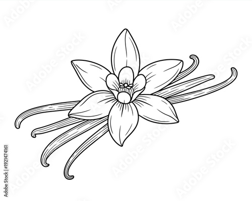 Elegant minimalist vanilla orchid flower vector illustration