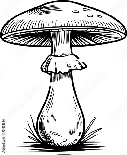 Vintage Hand Drawn Mushroom with Sketchy Grass White Background fungus nature