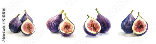 Illustration of fresh fig painting design set, Hand-painted style, vectorized, vector set available in EPS, Simple Hand-painted watercolor style, vector set available in EPS, Simple Hand-painted water