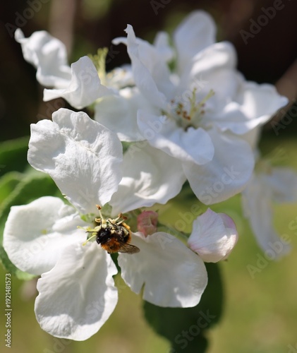 A tree bumblebee (Bombus hypnorum) on the blossom of an apple tree (Malus)