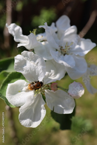 A tree bumblebee (Bombus hypnorum) on the blossom of an apple tree (Malus)