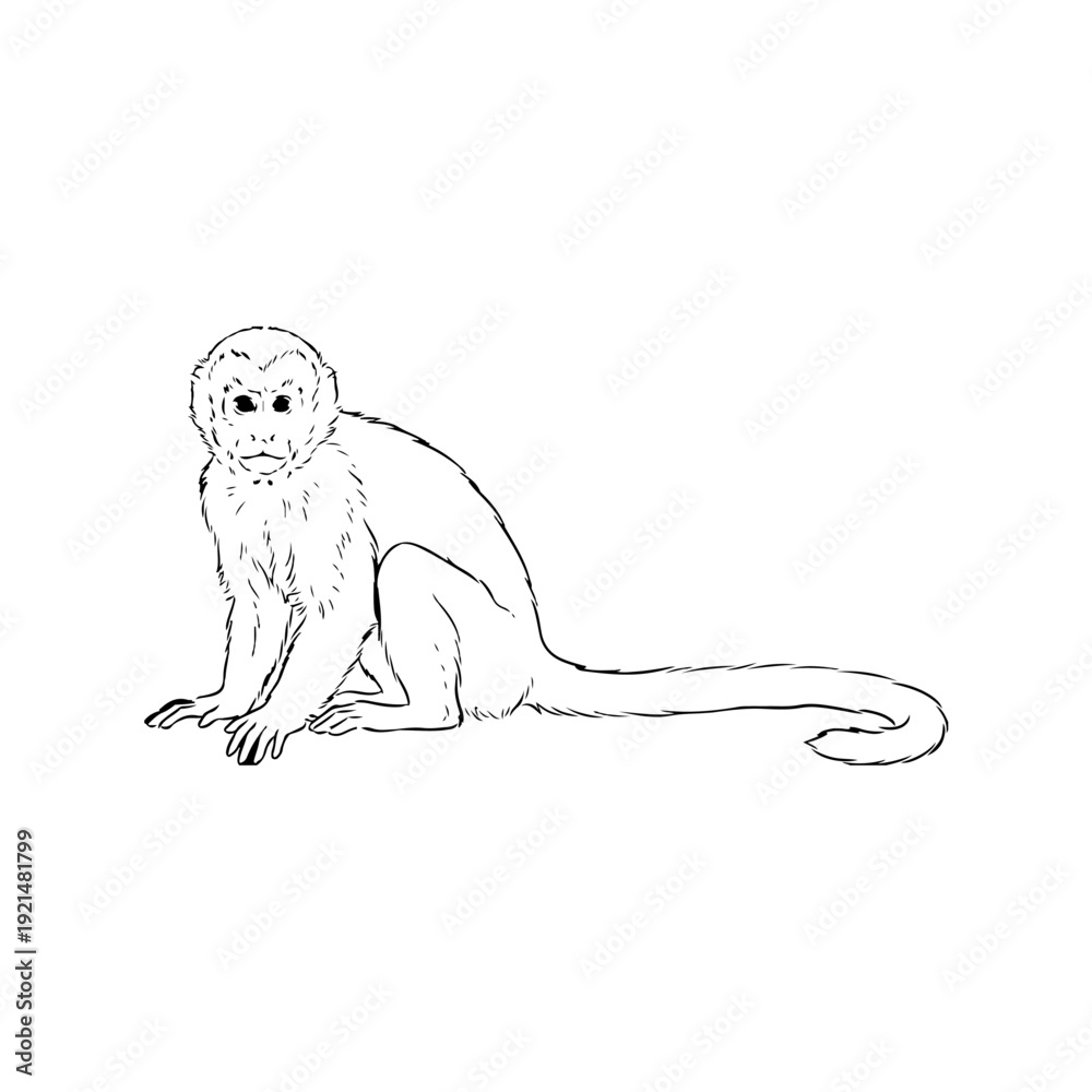 Fototapeta premium vector illustration of a white monkey