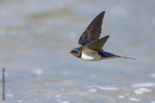 The flight of the barn swallow over the lake