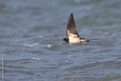 Photos The flight of the barn swallow over the lake