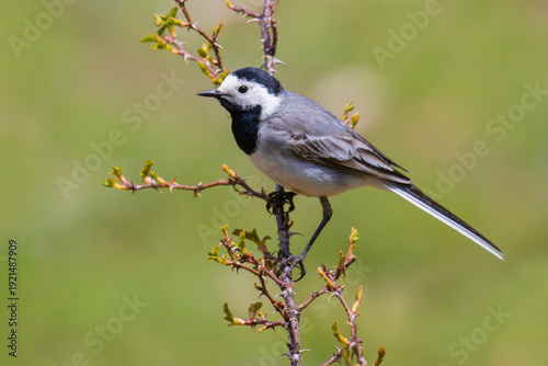 Photos White Wagtail on a branch