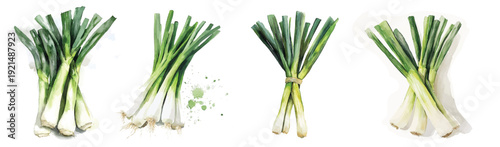 Illustration of fresh leek painting design set, Hand-painted style, vectorized, vector set available in EPS, Simple Hand-painted watercolor style, vector set available in EPS, Simple Hand-painted wate