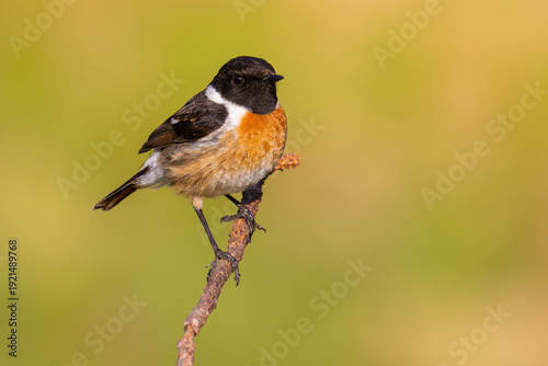 European Stonechat on a branch