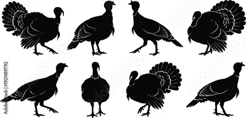Collection of Detailed Turkey Silhouettes Featuring Tom Turkeys with Fanned Tails and Hens in Various Walking and Standing Poses for Thanksgiving Holiday Designs