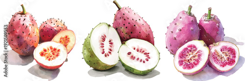 Simple, Beautiful whole and sliced cactus painting design set. Hand-painted style, vectorized, vector set available in EPS Simple Hand-painted watercolor style. Adobe Illustrator Artwork