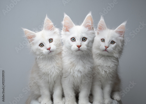 three beige and white maine coon kittens looking at camera curiously against neutral gray studio background