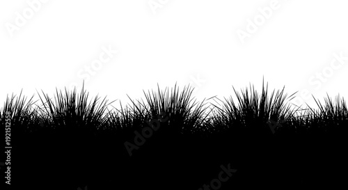 Silhouette of tall grasses