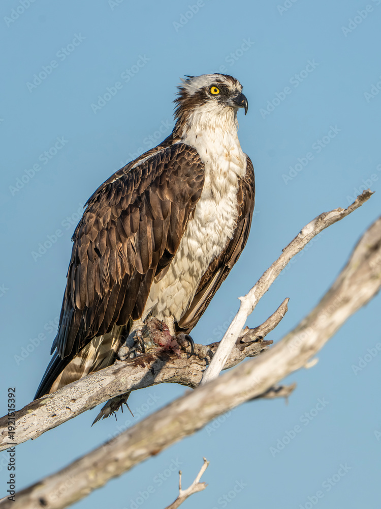 Obraz premium Osprey