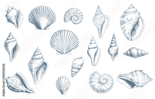 Vintage engraved seashell collection in  nautical line art isolated.