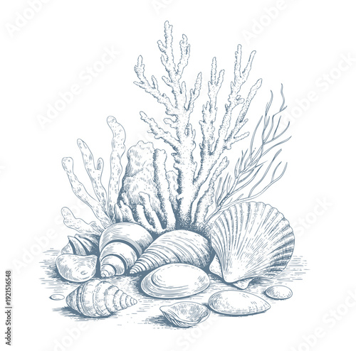Underwater marine composition with seashells and coral in  vintage engraving line art.