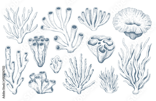 Hand drawn marine coral collection with classic ink sketch isolated.