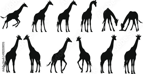 Giraffe silhouettes collection in various poses, standing walking and grazing African wildlife animals isolated on white background, safari nature illustration set