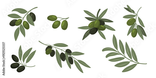 Green olive branch set isolated. Botanical leaf elements for branding, food design, organic products, wellness visuals and Mediterranean style projects.