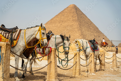 Saddled horses tied at the Giza Plateau with the Great Pyramid of Khufu in the background, Egypt