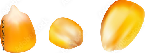 Realistic yellow corn kernels set isolated on white background. Vector 3d illustration.