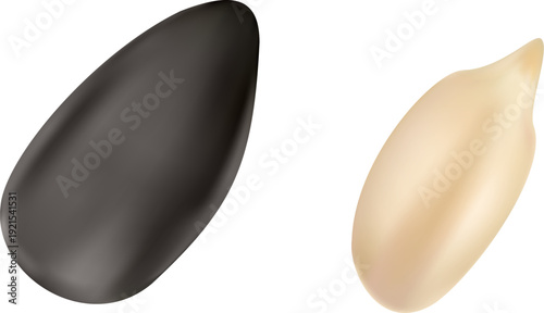 Vector 3d realistic black sunflower seed and peeled kernel isolated on white background.