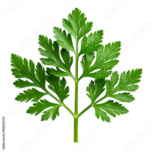 Fresh Green Parsley Isolated on Transparent Background