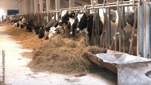 Dairy cows in a farm. cows in a farm stall. milch cows during milking at barn. Black and white cows eating hay in the farm stable. 

