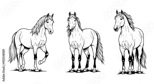 Three Stylized Horse Vector Illustrations on White Background
